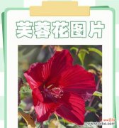 芙蓉花的含义是什么？芙蓉花在传统文学中的象征意义是什么？
