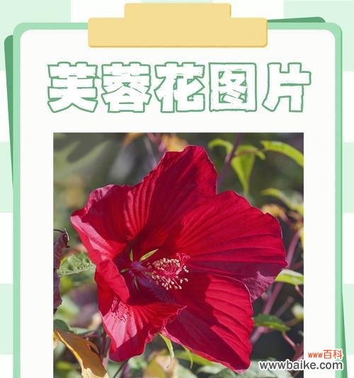 芙蓉花的含义是什么？芙蓉花在传统文学中的象征意义是什么？