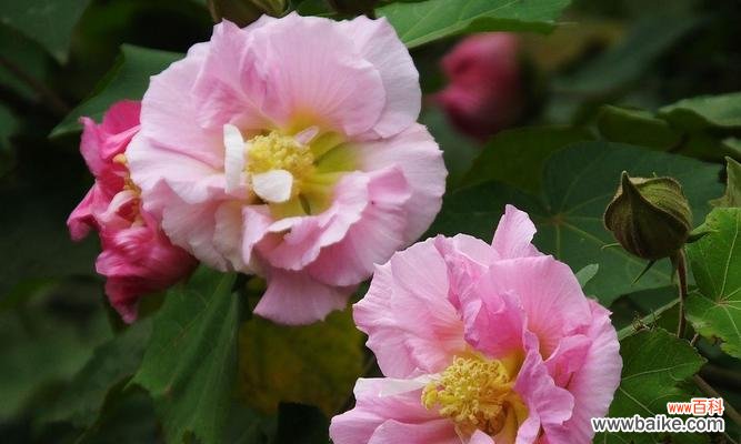 芙蓉花的含义是什么？芙蓉花在传统文学中的象征意义是什么？