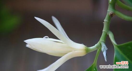 从花朵形态到传统文化，白兰花的寓意如何体现？ 白兰花的花语与象征意义