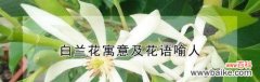 解读白兰花的花语，品味内心的宁静与自由 白兰花花语