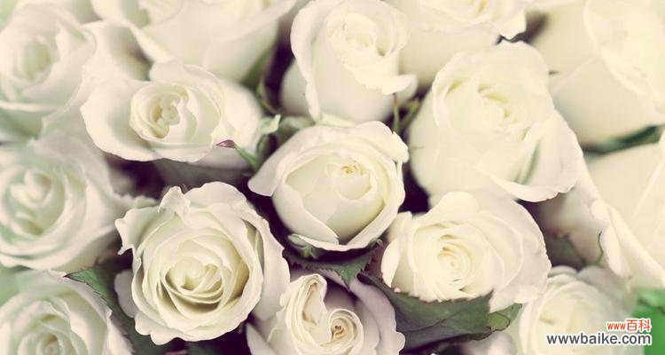 以白玫瑰代表的爱、纯洁和无声的情感 白玫瑰的美丽与象征