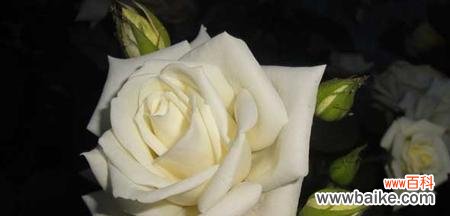 探索白玫瑰的深意与传承 白玫瑰的含义及象征
