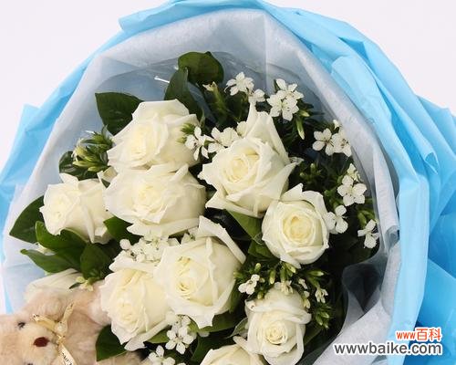 解读白玫瑰11朵的浪漫与纯洁 白玫瑰的花语与意义