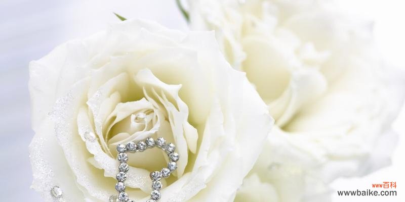 探寻白玫瑰的内涵与意义 白玫瑰