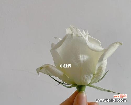 探寻白玫瑰背后的美丽与意义 白玫瑰