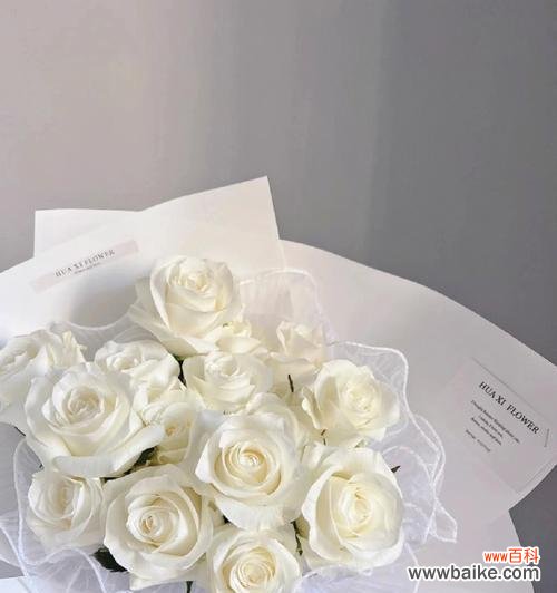 探寻白玫瑰背后的情感和象征,品味它特殊的美丽与意义 白玫瑰的花语和寓意