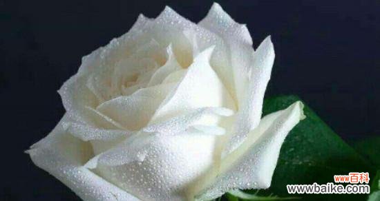 探寻白玫瑰背后的情感和象征,品味它特殊的美丽与意义 白玫瑰的花语和寓意