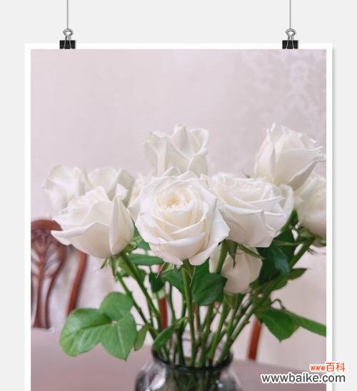 纯洁与无瑕，白玫瑰的象征意义 白玫瑰的花语与象征