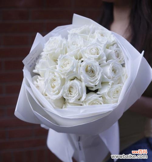 纯洁与无瑕，白玫瑰的象征意义 白玫瑰的花语与象征