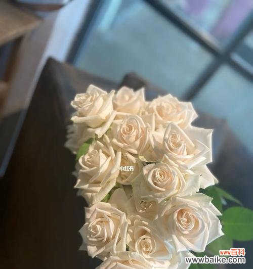 纯洁、爱情、祝福的白玫瑰 白玫瑰花的寓意与象征