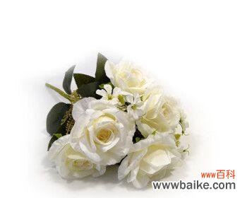 纯洁、爱情、祝福的白玫瑰 白玫瑰花的寓意与象征