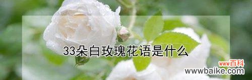 探寻白玫瑰花的花语,感受它独特的魅力 白玫瑰花