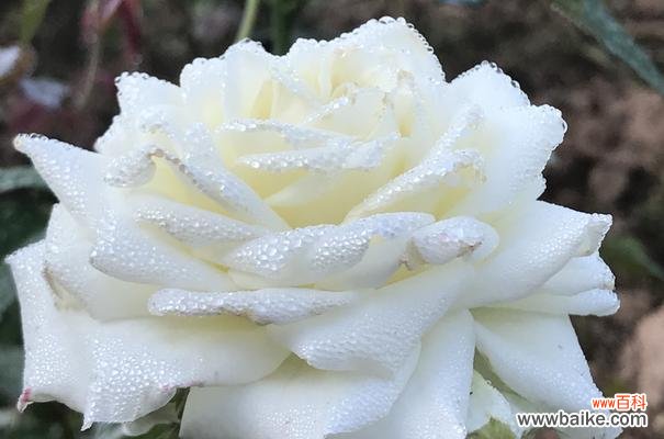 用花传递心意,红白玫瑰有何不同? 花语传情