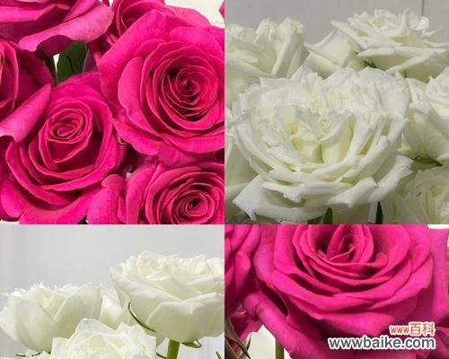 用花传递心意,红白玫瑰有何不同? 花语传情