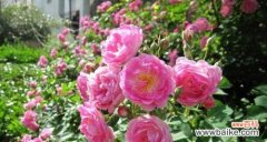 揭示蔷薇花色彩的神秘密码 蔷薇花的花语之不同颜色的含义