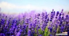 不同颜色薰衣草的寓意和象征 缤纷薰衣草花语