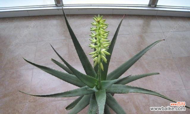 揭秘不夜城芦荟开花的寓意与意义 不夜城芦荟的奇迹之花