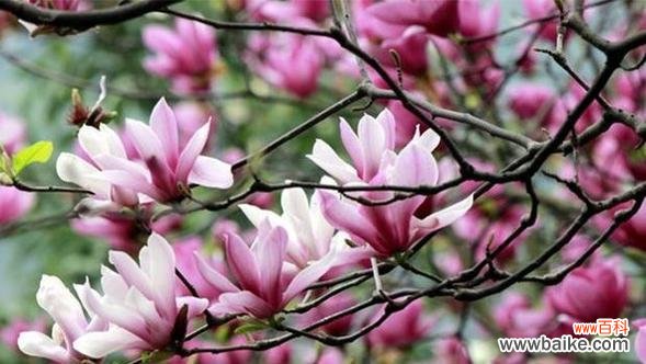 探寻不同颜色玉兰花的花语之谜 玉兰花的花语与意义