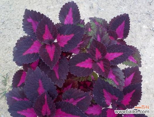 探索彩叶草在风水中的吉祥之意与适宜的摆放位置 以彩叶草的风水寓意与摆放位置