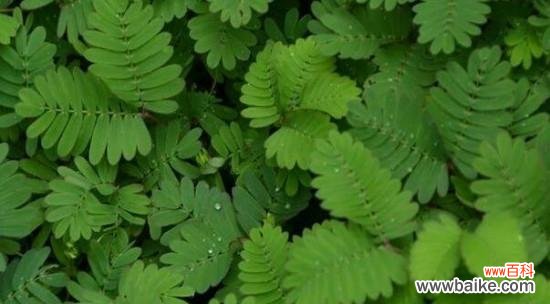 探索丰富多样的草本植物世界 草本植物的种类和特点
