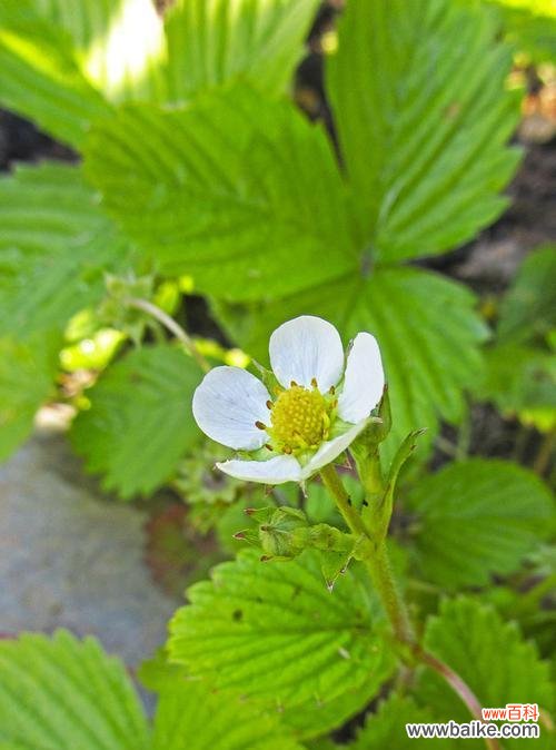 草莓花的美丽与希望 草莓花的意义及象征