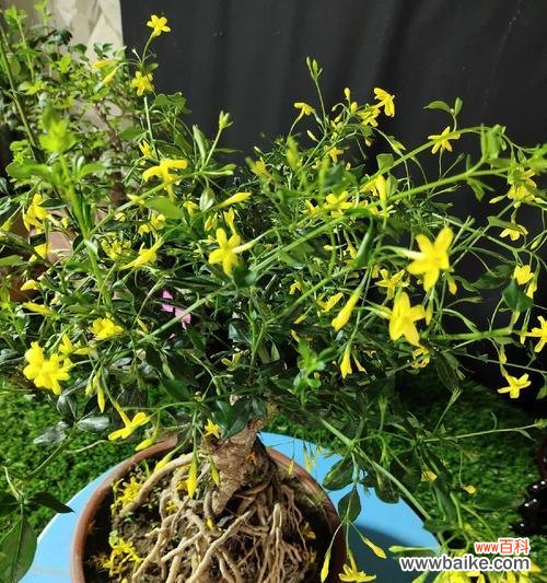 探春象征的花有哪些?