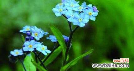 勿忘花颜色的含义是什么?