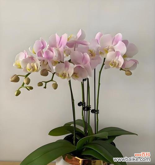 哪些花象征吉祥幸福及其寓意是什么?