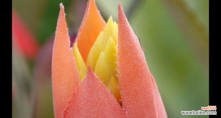 菠萝做花的意义是什么？菠萝做花的寓意是什么？