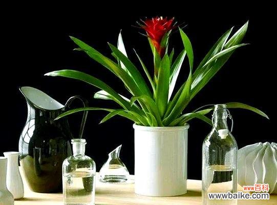 菠萝做花的意义是什么？菠萝做花的寓意是什么？