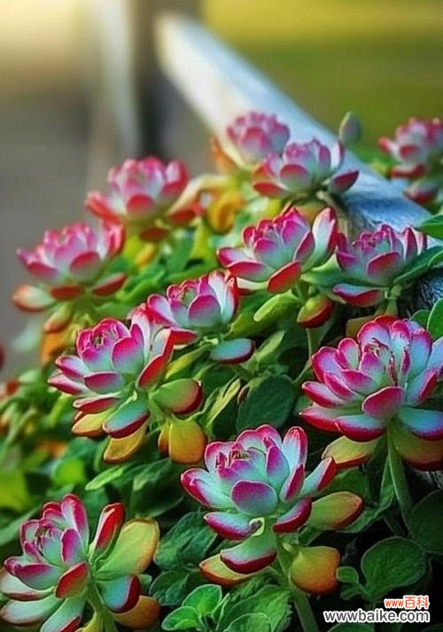 容颜的象征花代表什么?象征容颜的花有哪些?