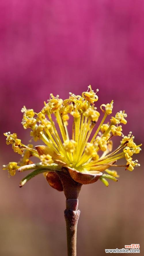 容颜的象征花代表什么?象征容颜的花有哪些?