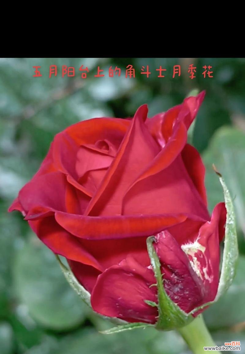 花的世界有哪些含义？花卉文化中花的含义是什么？