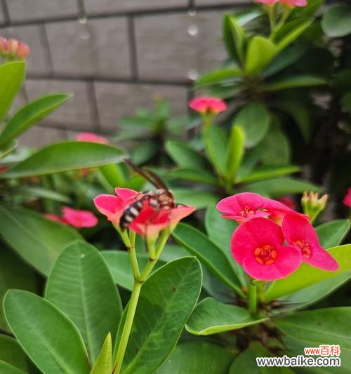花的世界有哪些含义？花卉文化中花的含义是什么？
