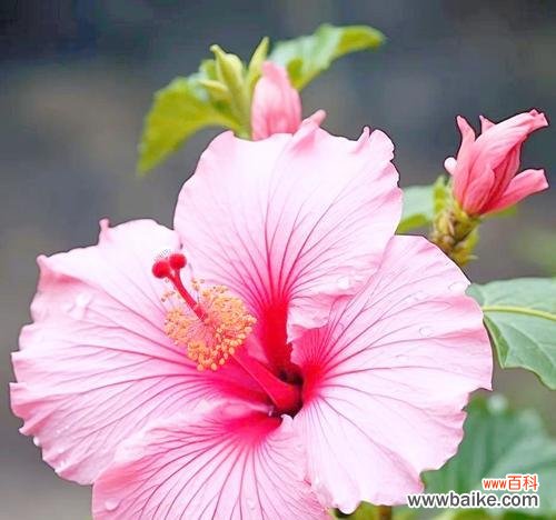 花的世界有哪些含义？花卉文化中花的含义是什么？