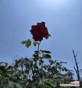 等待的花象征着什么？