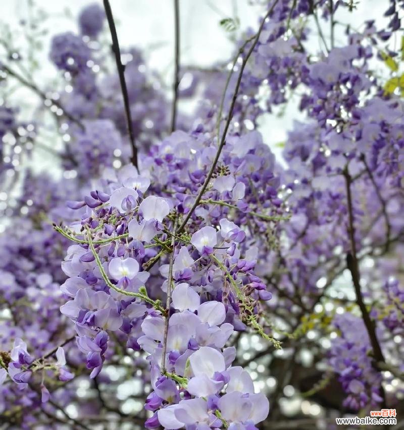 等待的花象征着什么？