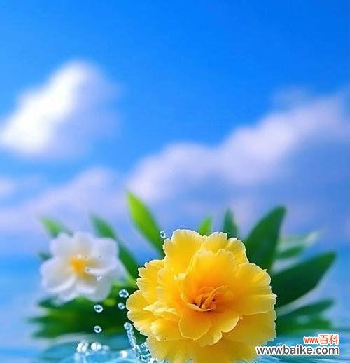 哪些花象征着好人缘？哪种花代表好人缘？