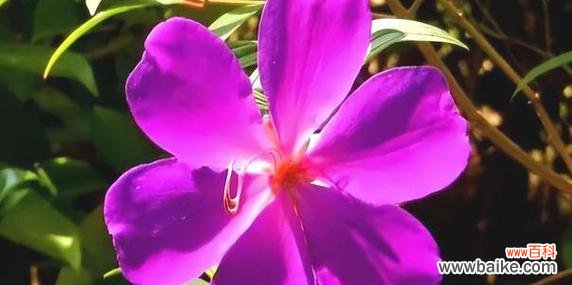 哪些花象征着好人缘？哪种花代表好人缘？