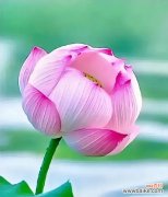 哪些花象征着好人缘？哪种花代表好人缘？