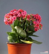 长命百岁用哪种花表示？它们的花语和寓意是什么？