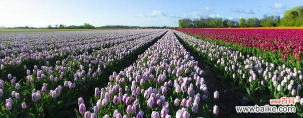 荷兰象征的花有哪些?它们在文化中的地位如何?