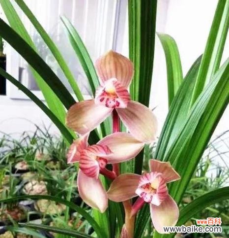 荷兰象征的花有哪些?它们在文化中的地位如何?