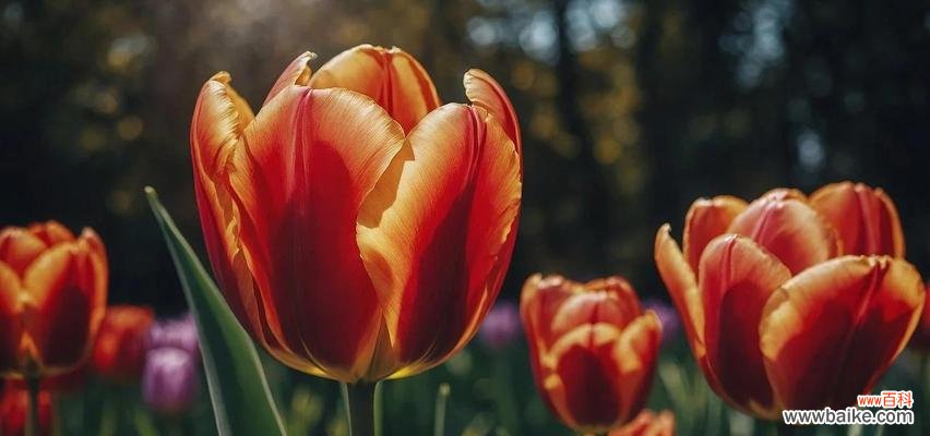 荷兰象征的花有哪些?它们在文化中的地位如何?