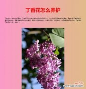 丁香花的花语和寓意是什么？