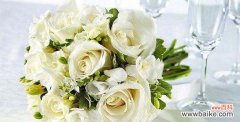探寻白玫瑰花背后的世界 白玫瑰花语与寓意——纯洁与无声的爱之象征