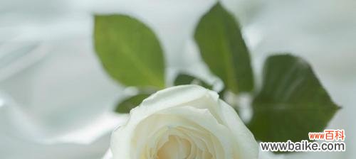 探寻白玫瑰花背后的世界 白玫瑰花语与寓意——纯洁与无声的爱之象征