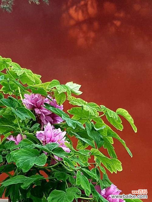 探讨白牡丹和绿牡丹的不同花语 白牡丹花与绿牡丹花的花语比较