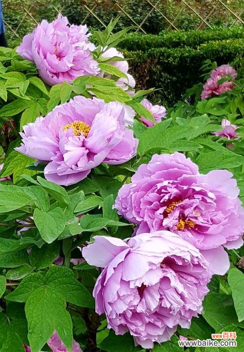 探讨白牡丹和绿牡丹的不同花语 白牡丹花与绿牡丹花的花语比较